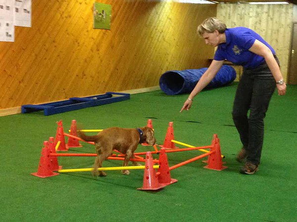 med_Cavalettilabyrinth - Odin.jpg (600 x 450)